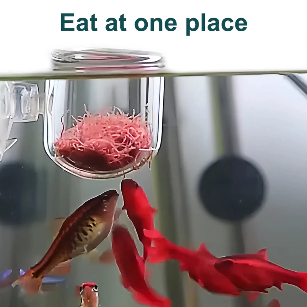 Fish feeding on worms from below an aquarium bloodworm feeding cup mounted near the water surface.